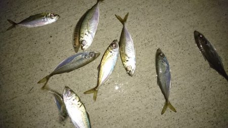 淡路島港内アジング